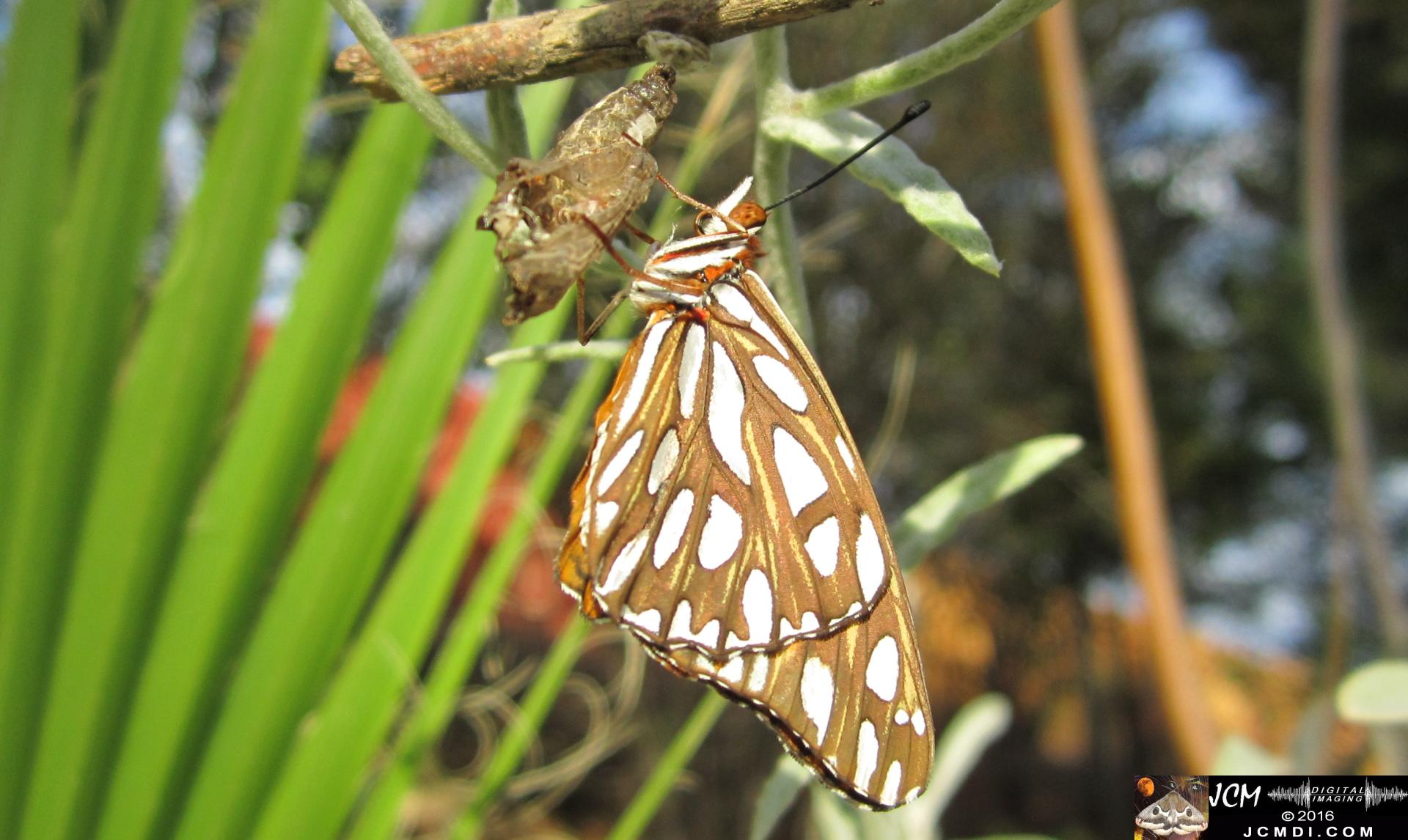 20160920 IMG_0788 Gulf Fritillary Butterfly emerged in sunlight.jpg
